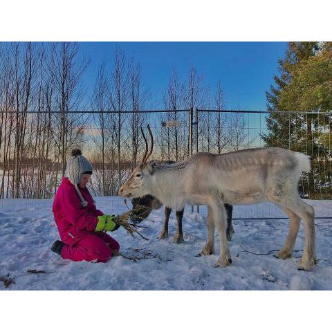 Beautiful rural experience with reindeer