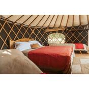 Beech Yurt