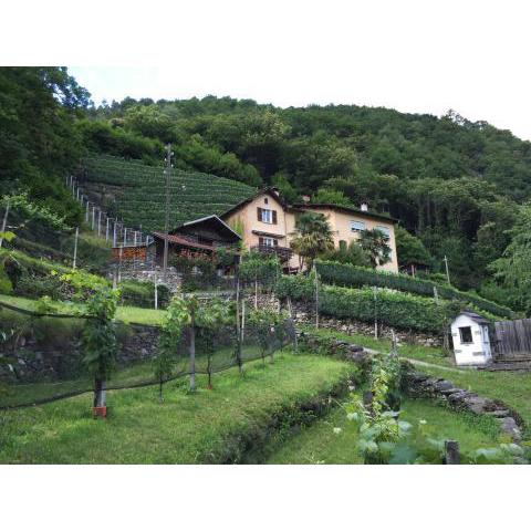 Casa immersa nel vigneto