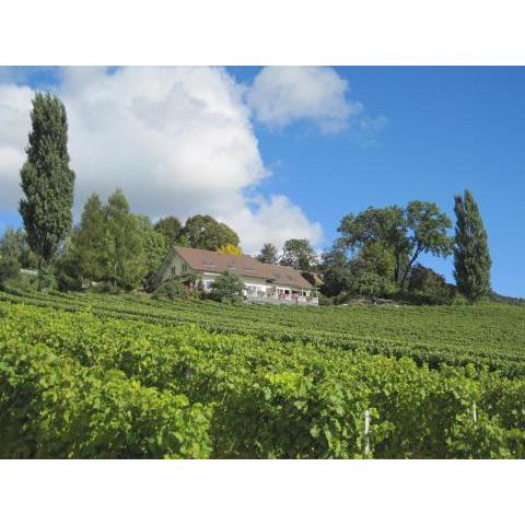 Domaine Beauregard