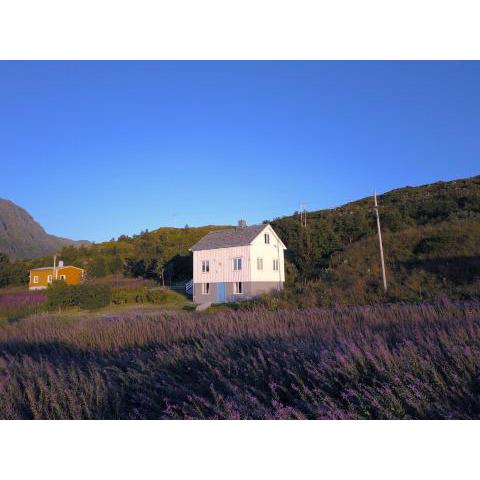 Steinbakk - Vestresand Lofoten