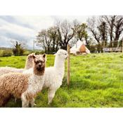 The Field Alpacas Bell Tent