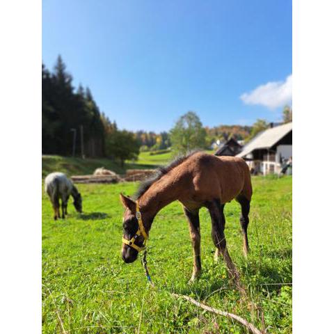 Tourist Farm Pr' Maretč