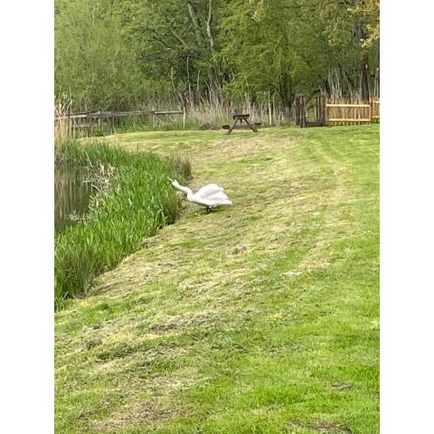 Willow glamping